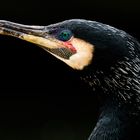 kormoran