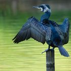 Kormoran