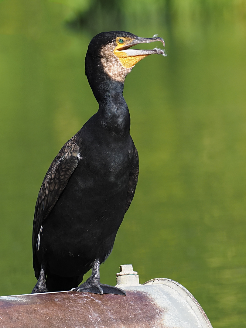 Kormoran...