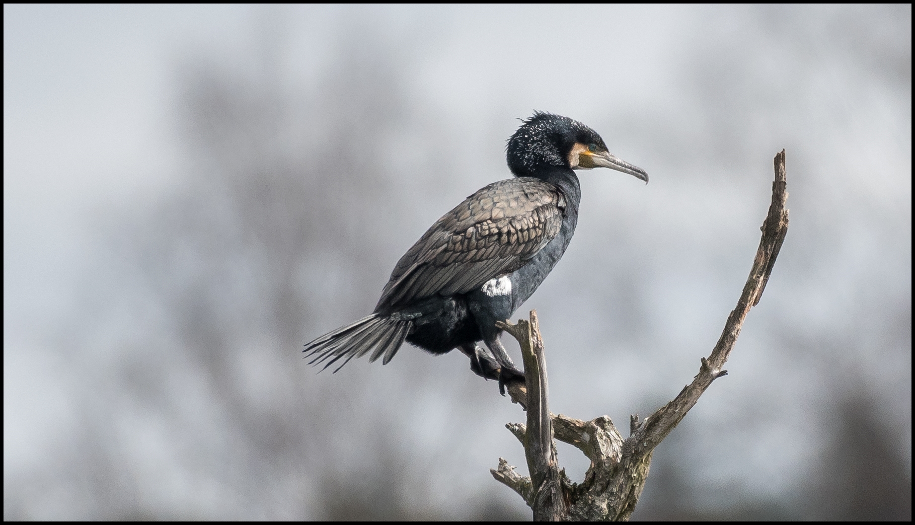 Kormoran