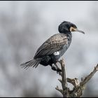 Kormoran