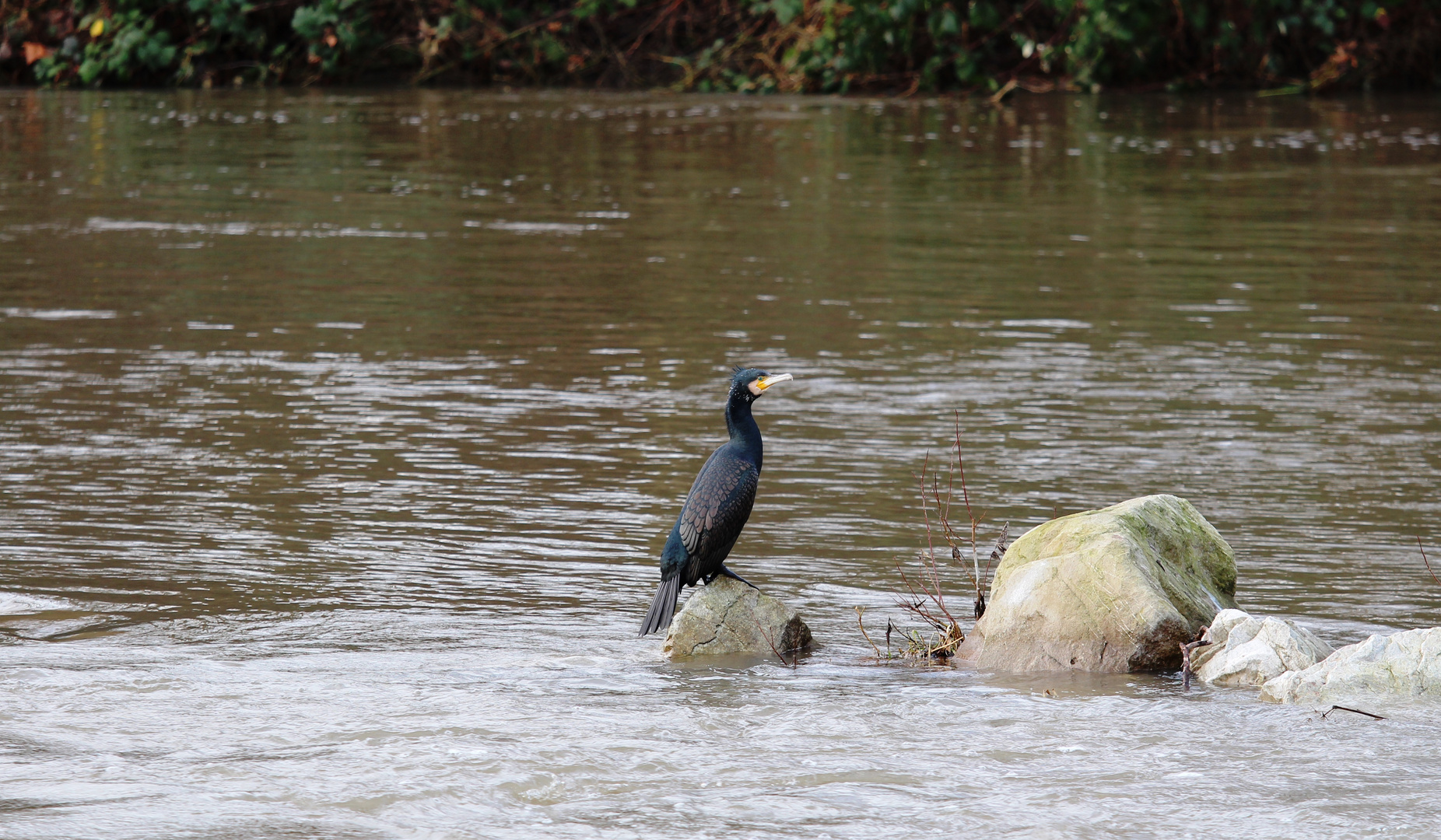 Kormoran