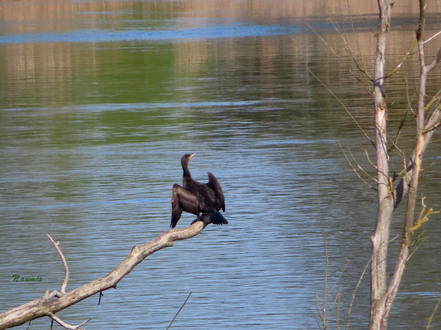 Kormoran