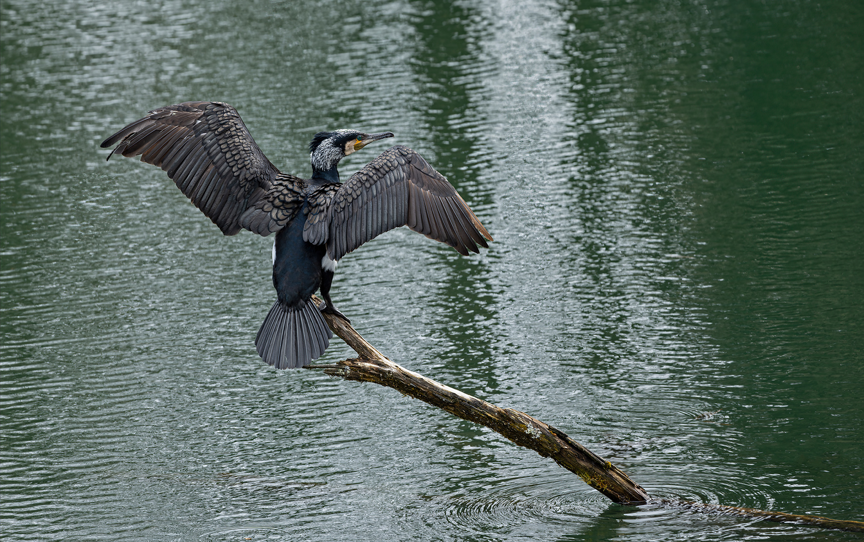 Kormoran