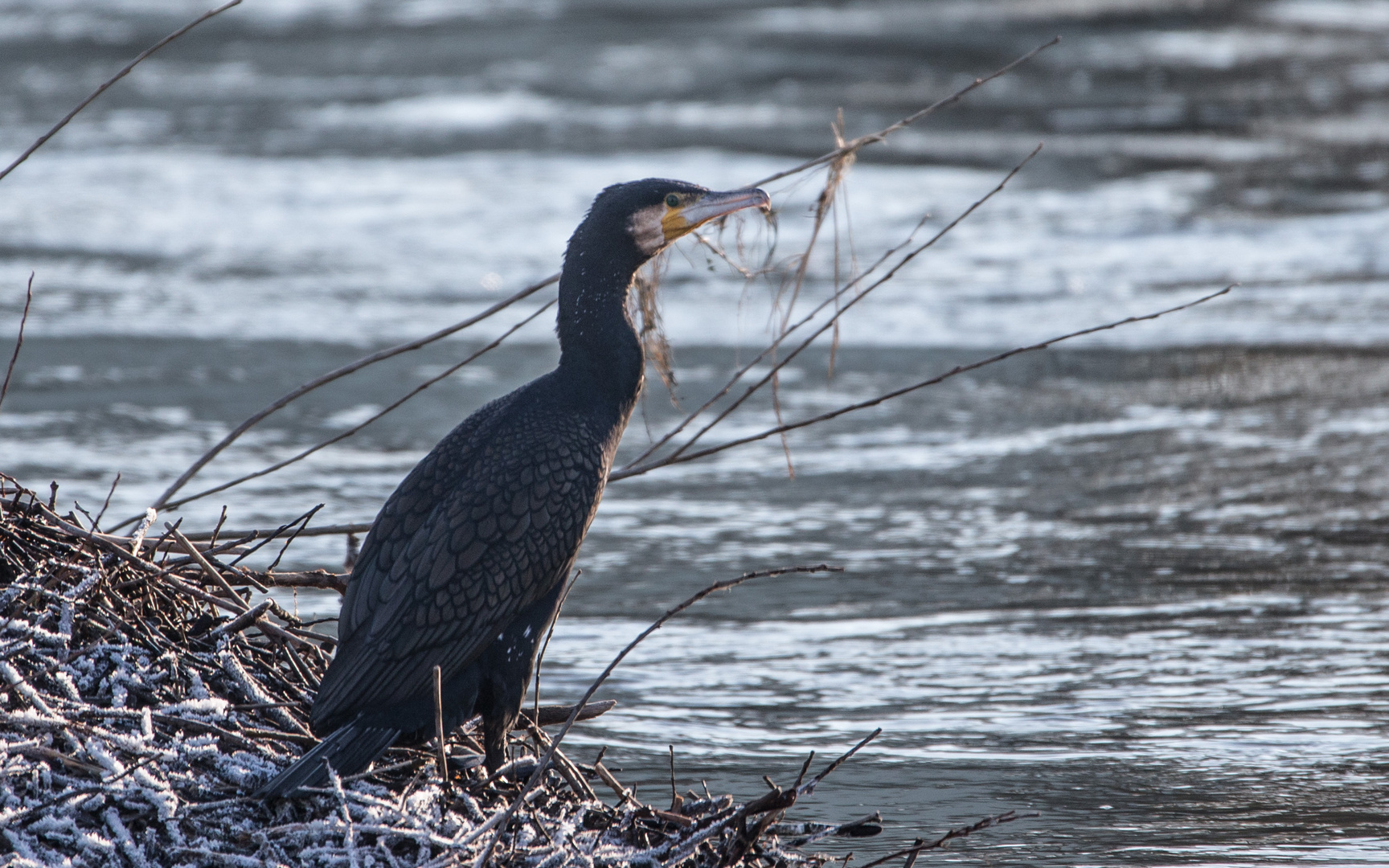 Kormoran