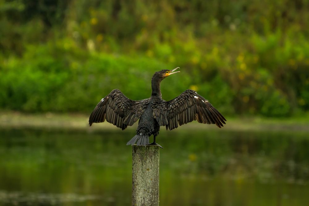 Kormoran