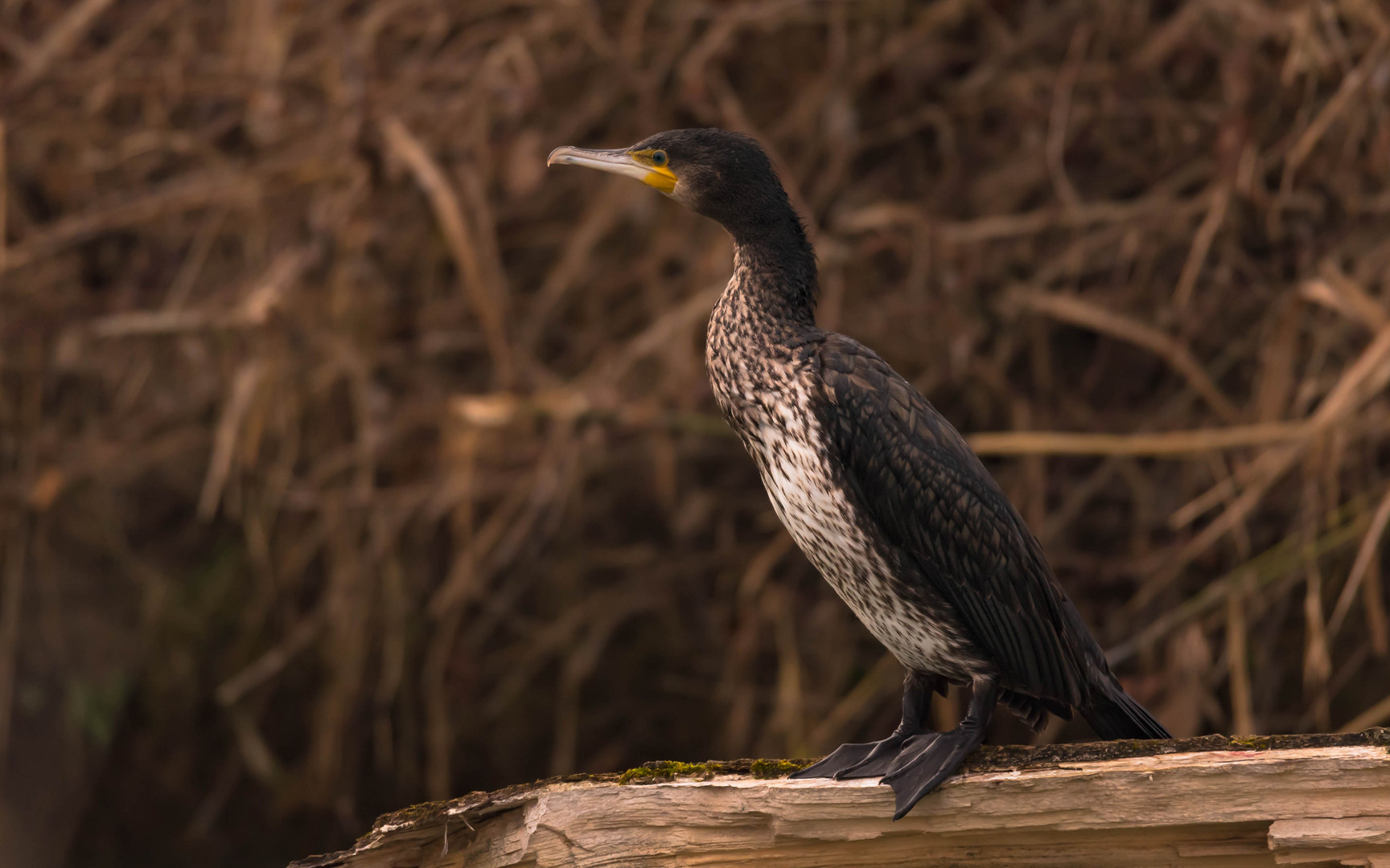 Kormoran