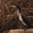 Kormoran