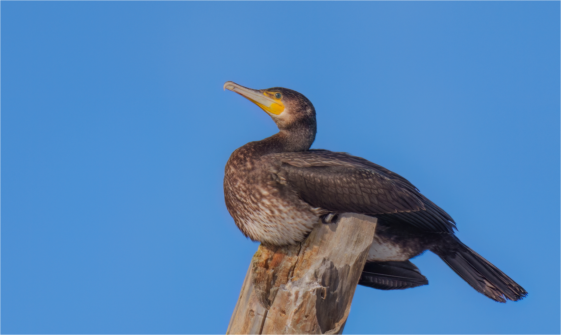 Kormoran