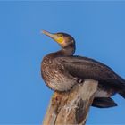 Kormoran