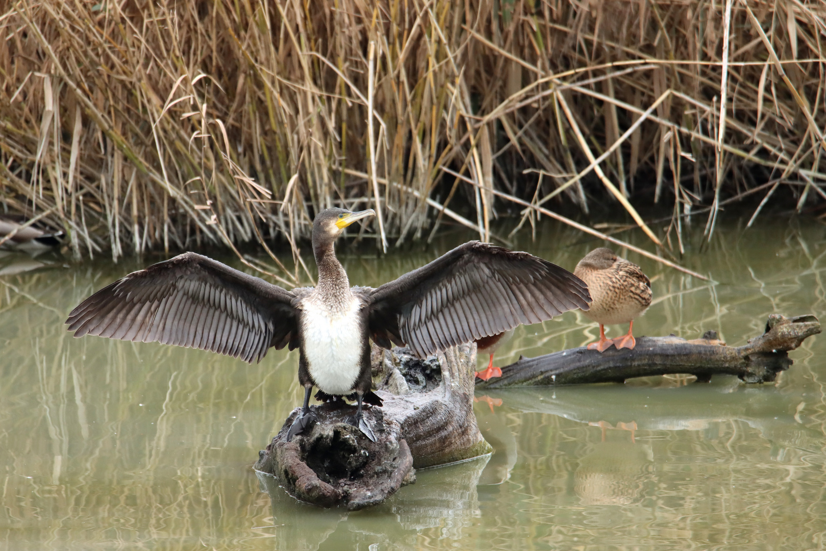 Kormoran