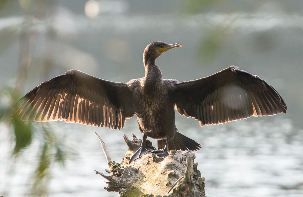 Kormoran