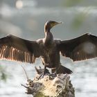 Kormoran