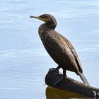 Kormoran