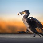 Kormoran