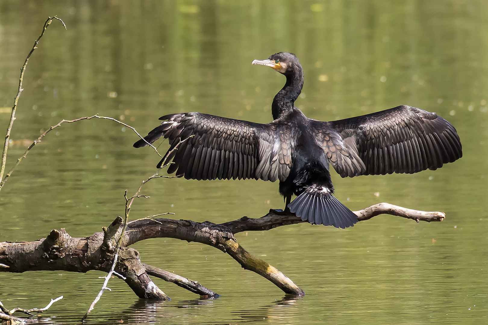 Kormoran