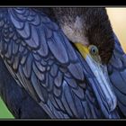 Kormoran