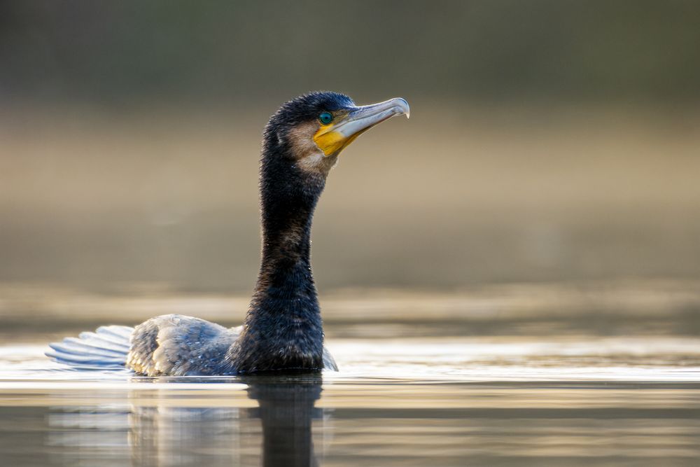 Kormoran