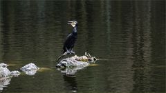 Kormoran