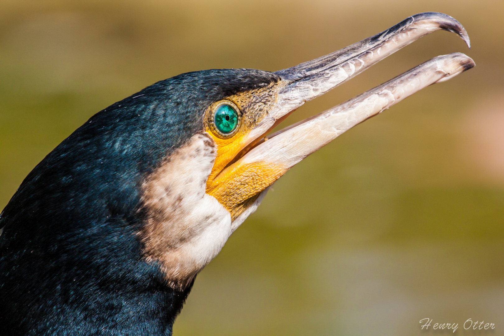 Kormoran