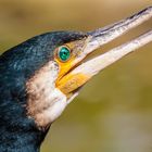 Kormoran