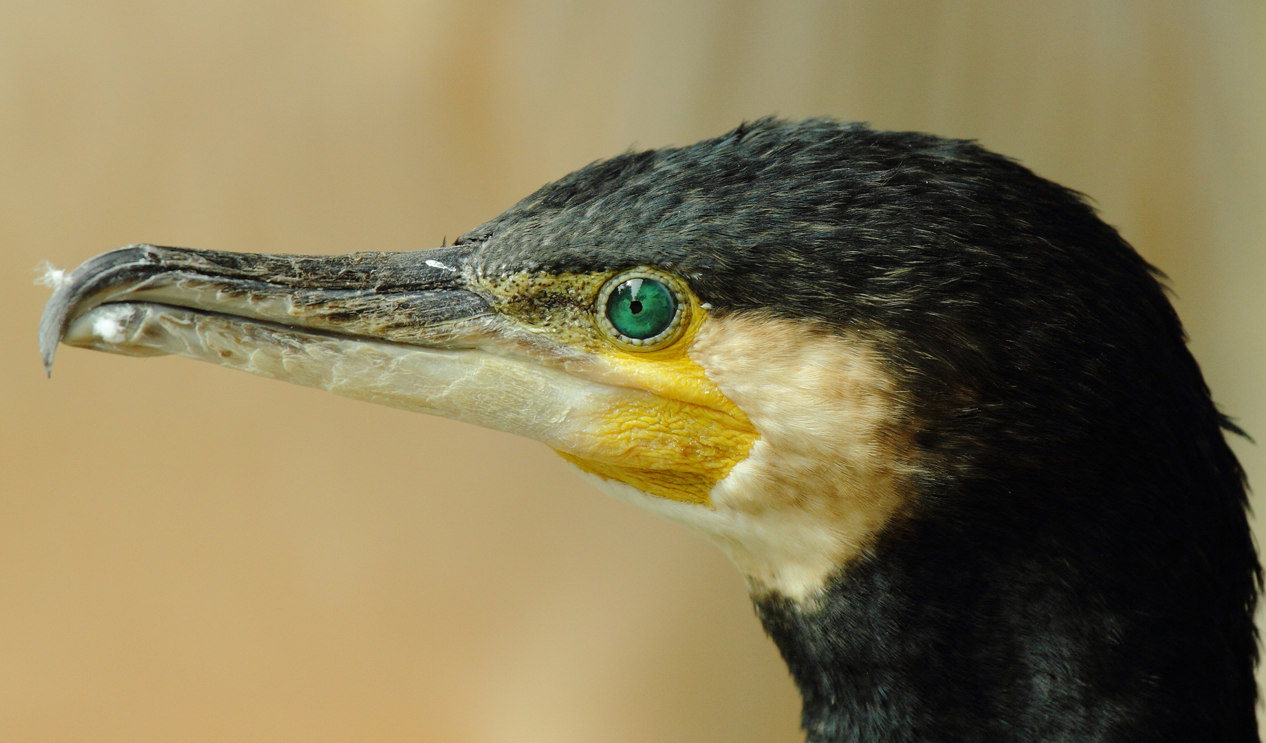 Kormoran