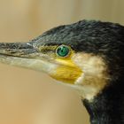 Kormoran