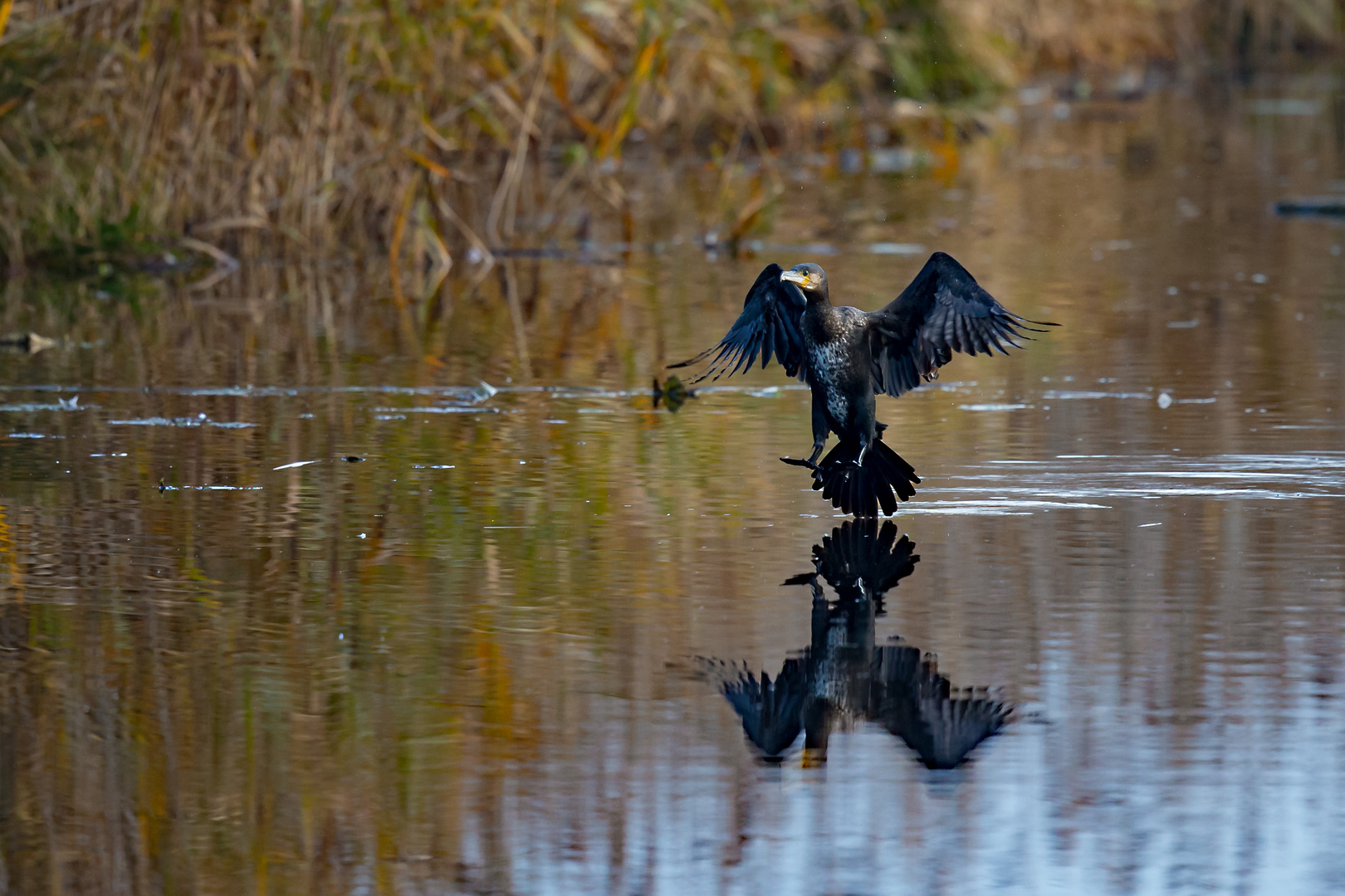  KORMORAN