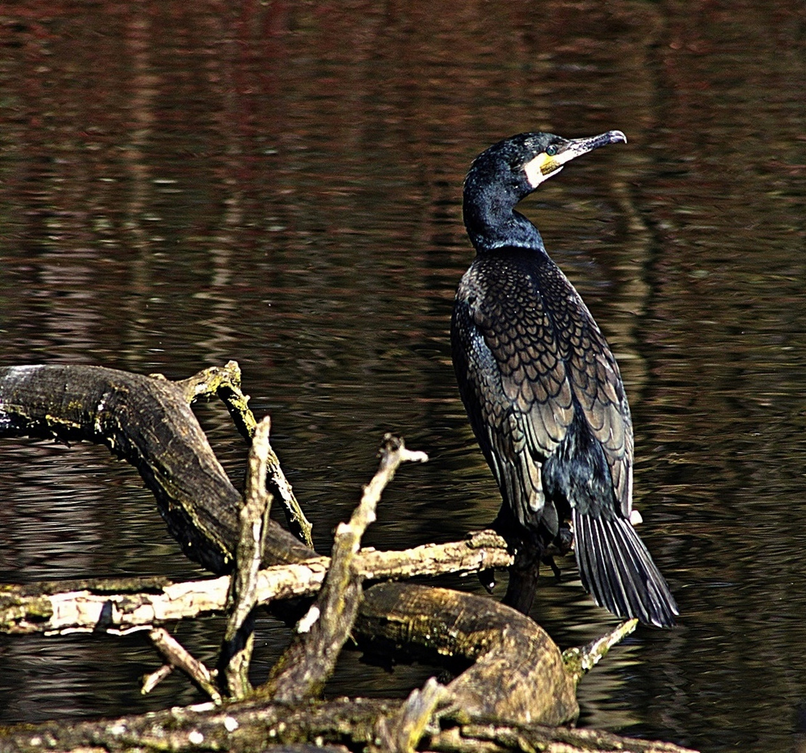 " Kormoran " Foto & Bild | natur, tiere, vögel Bilder auf fotocommunity