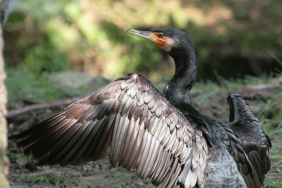 kormoran