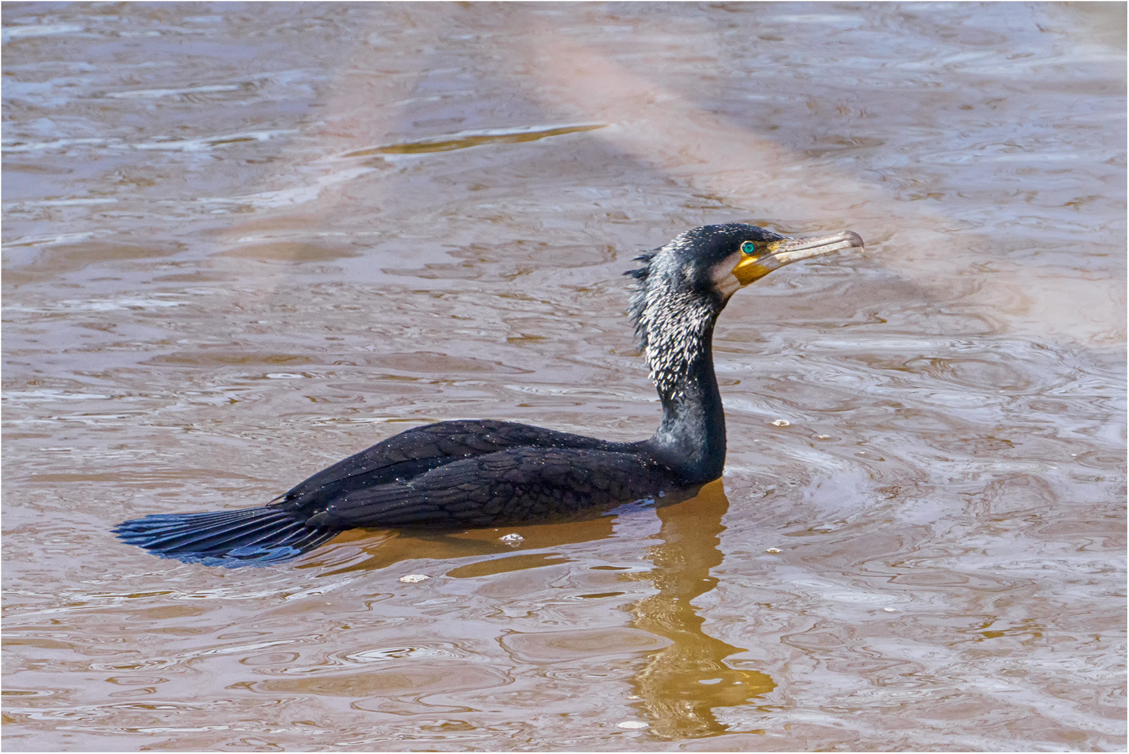 Kormoran