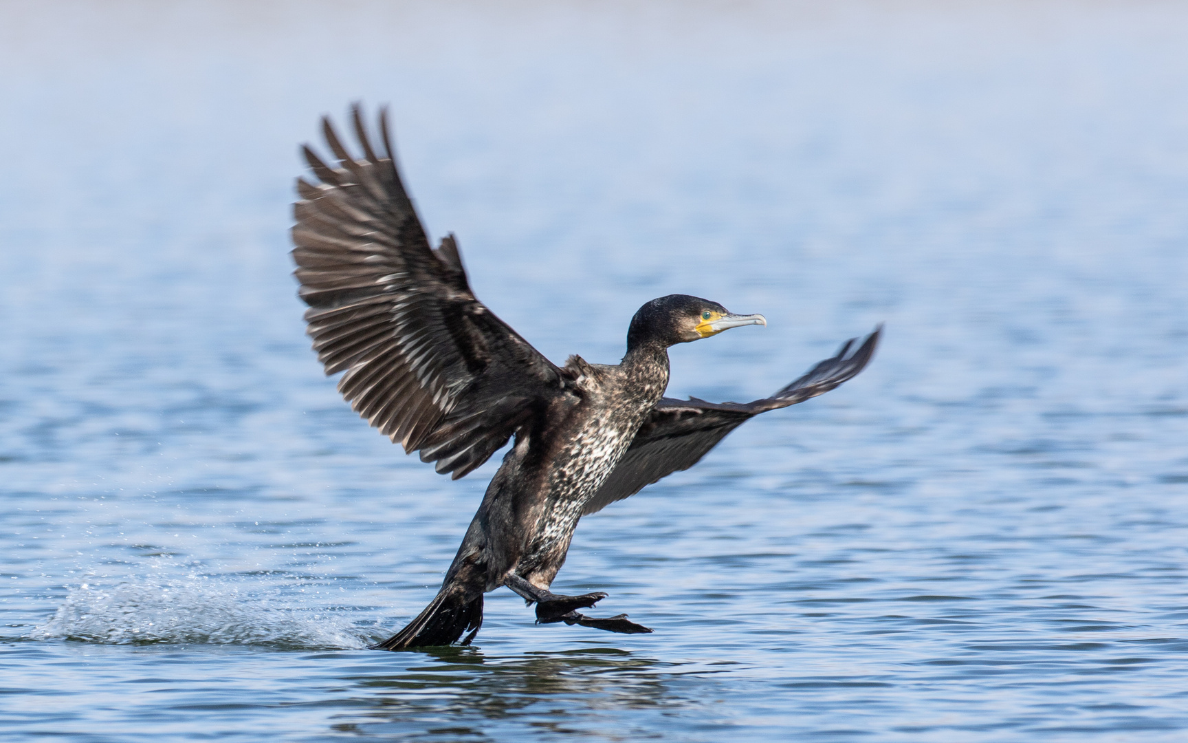 Kormoran