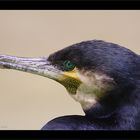 Kormoran