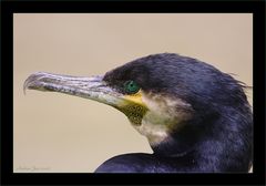 Kormoran