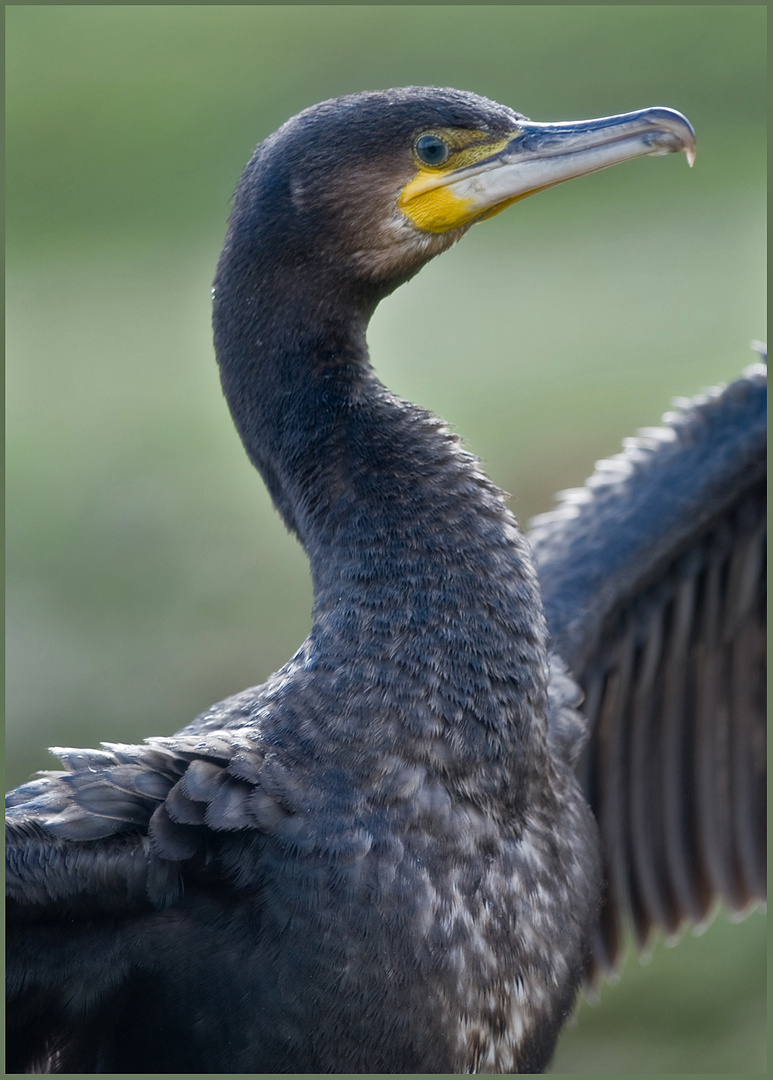 Kormoran