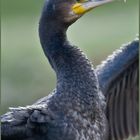 Kormoran