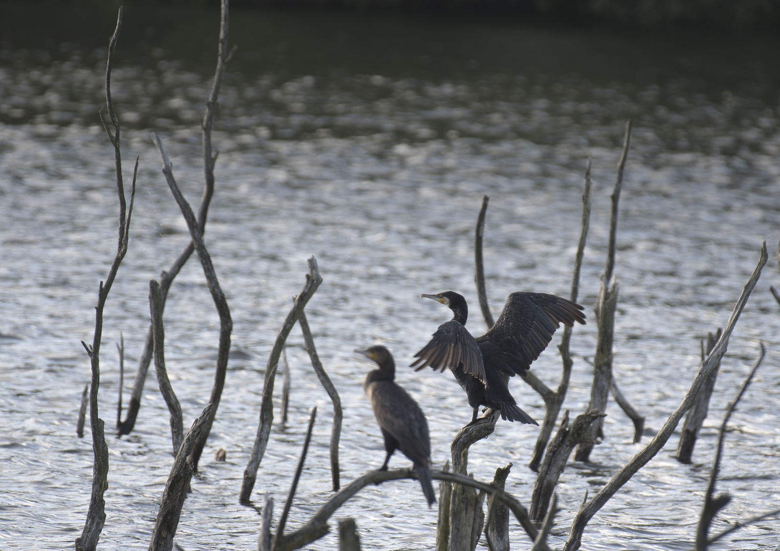 Kormoran Abflug