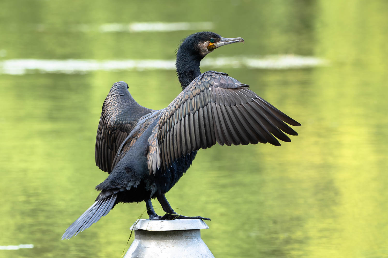 Kormoran... Foto & Bild | natur, tiere, wildlife Bilder auf fotocommunity