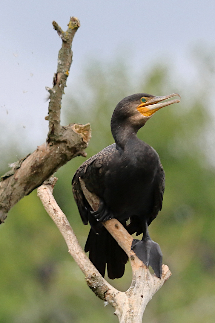 Kormoran