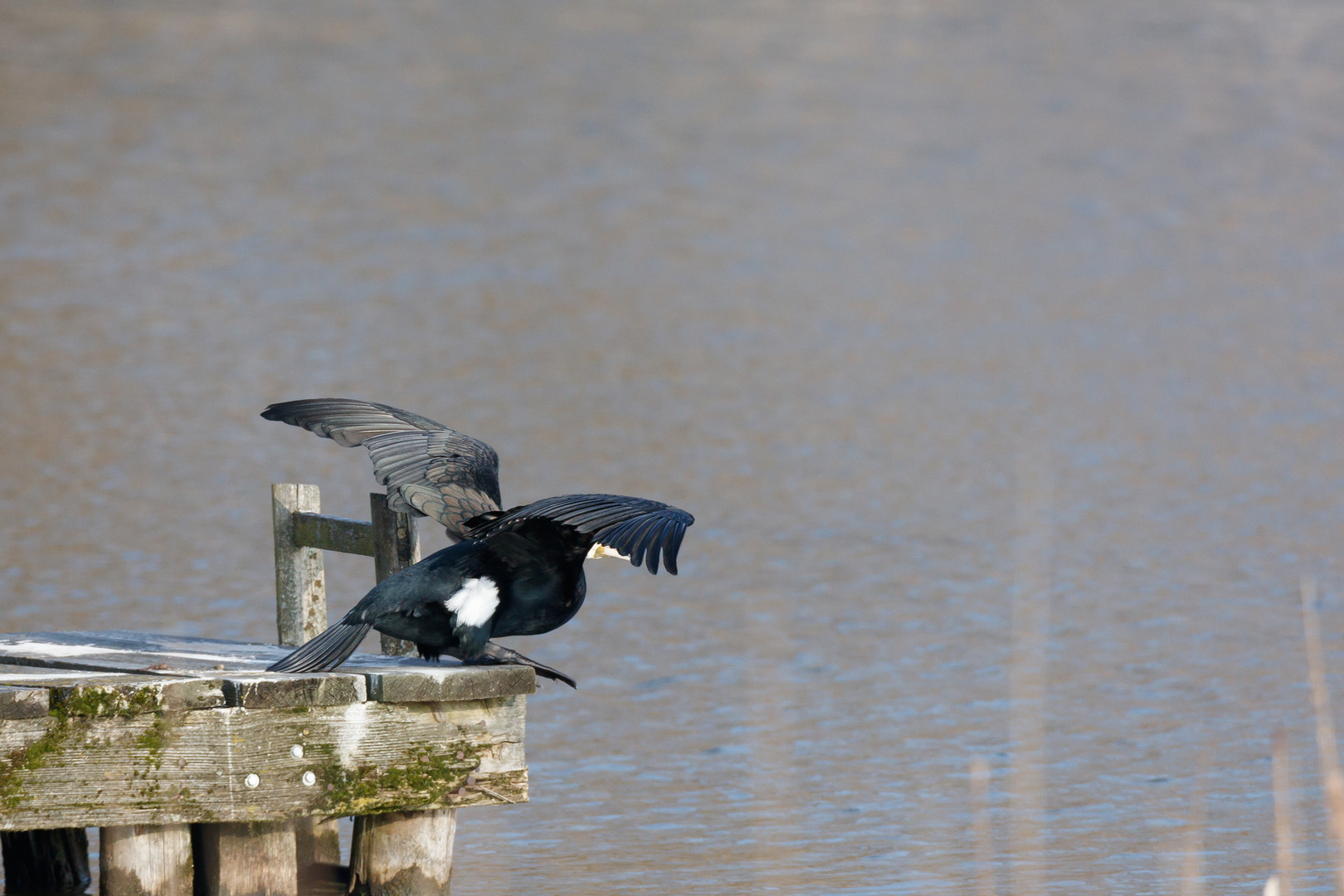 Kormoran Achtung Fertig