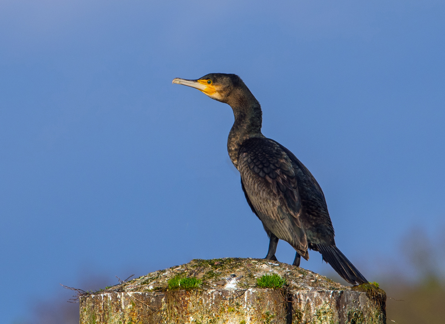 Kormoran