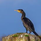 Kormoran