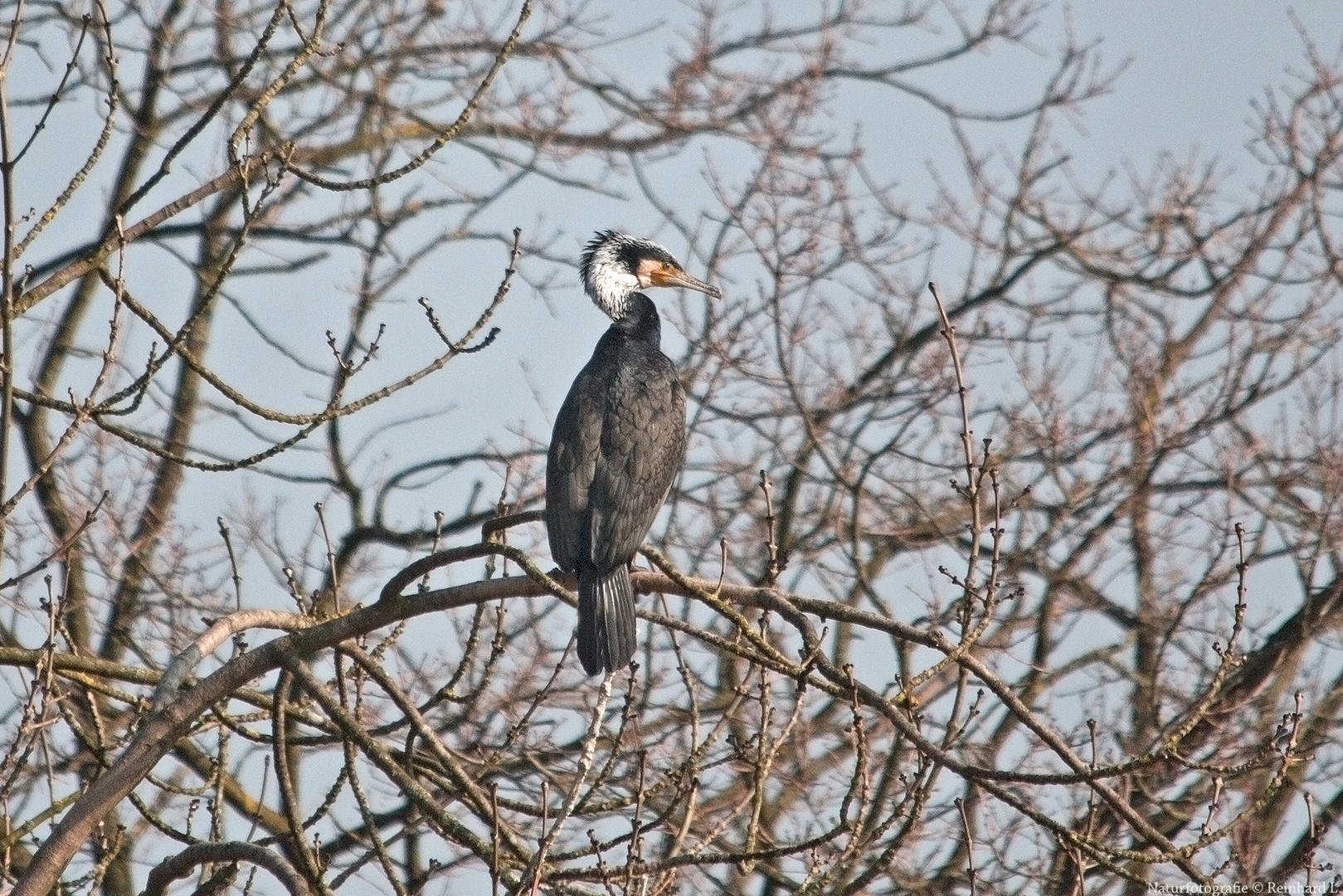  Kormoran