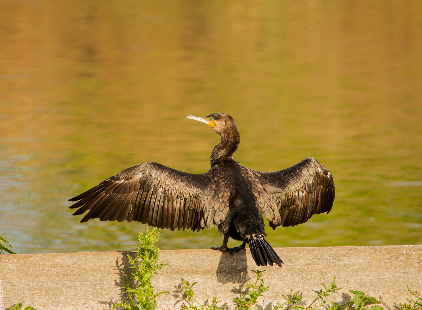 Kormoran