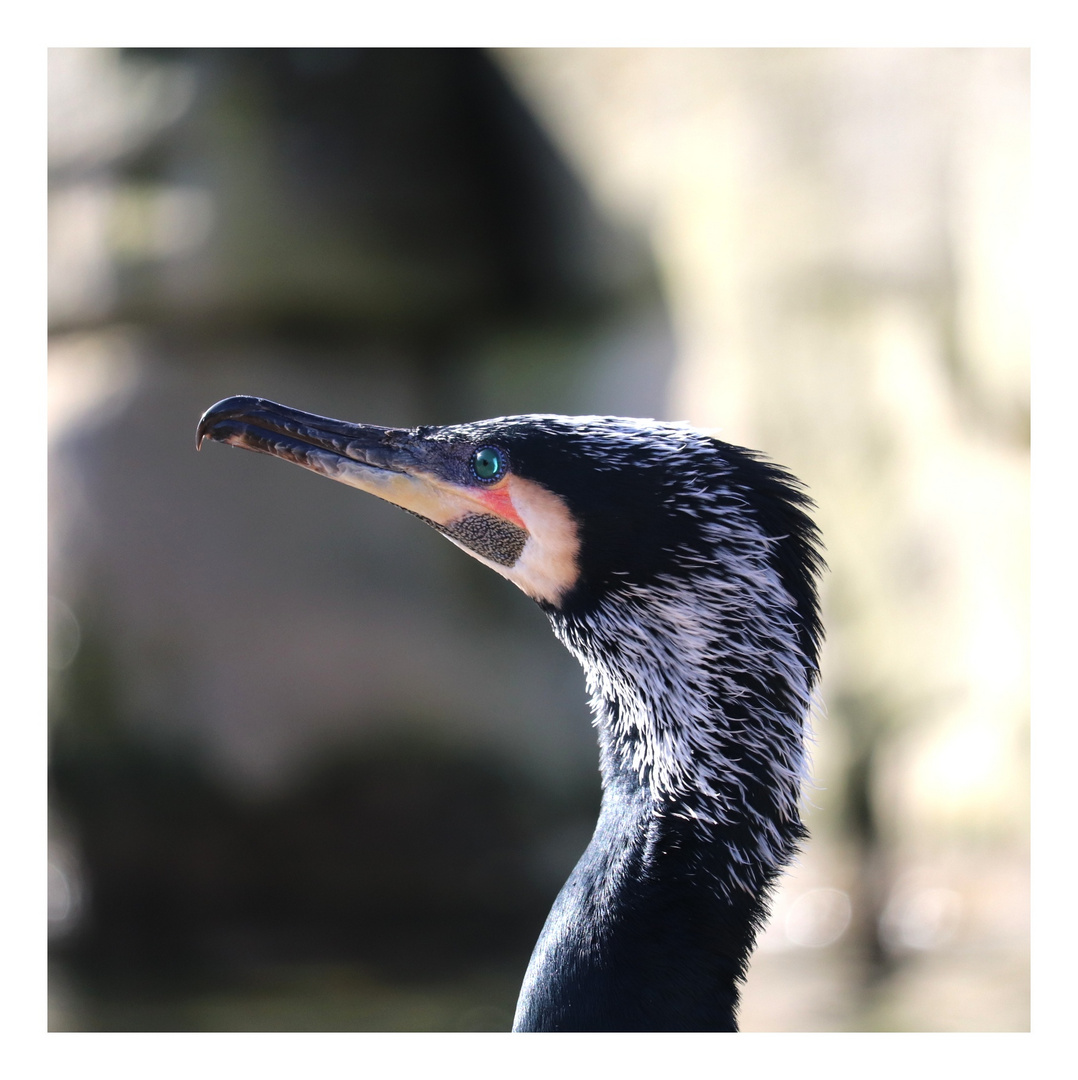 Kormoran 