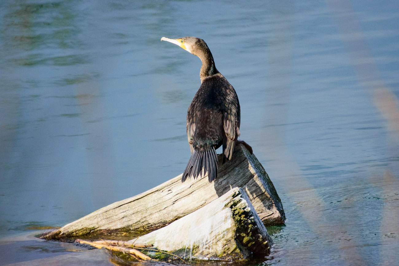 Kormoran