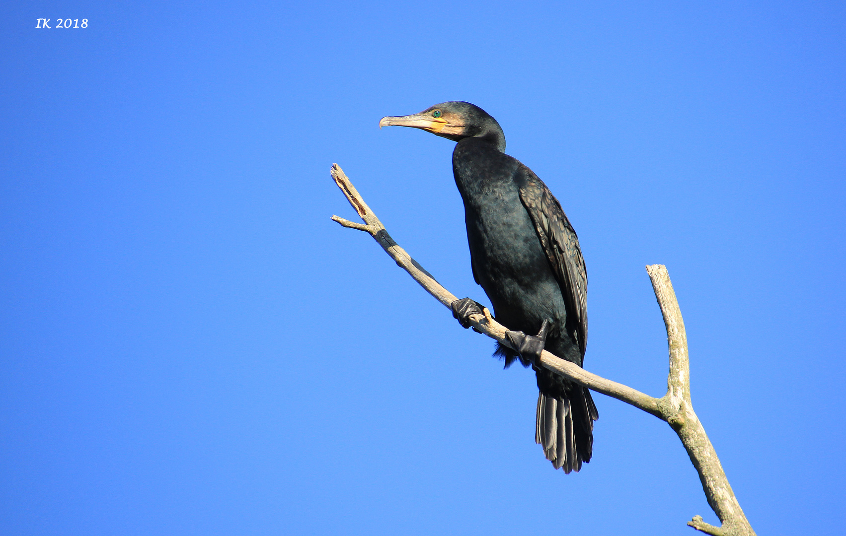 Kormoran