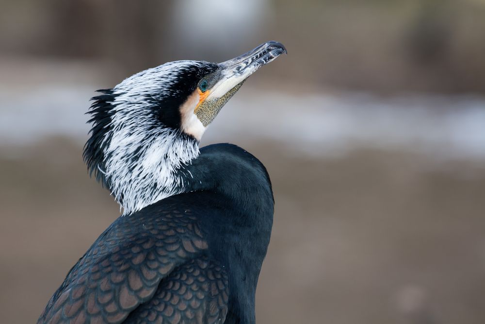 Kormoran