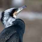 Kormoran