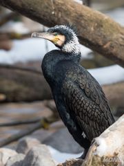 Kormoran